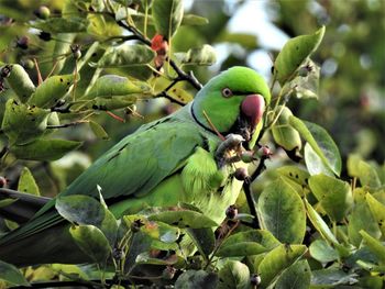 Close-up of parrot perching on tree