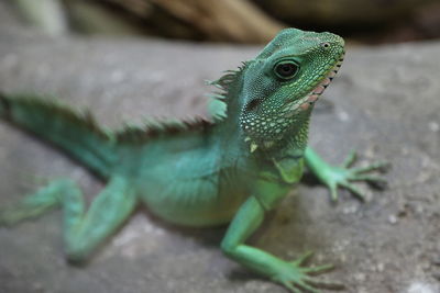 Close-up of lizard