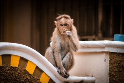 Close-up of monkey sitting outdoors