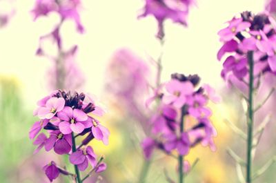 Close-up of pink flowers blooming outdoors