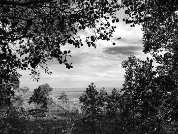 Low angle view of trees against sky