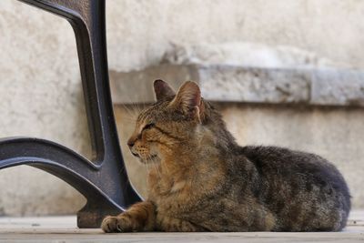 Close-up of a cat