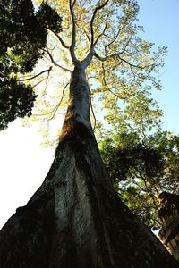 Low angle view of tree trunk against sky