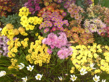 Close-up of yellow flowers blooming outdoors