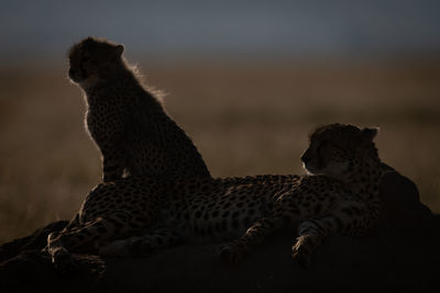 Silhouette cheetahs sitting on rock during sunset