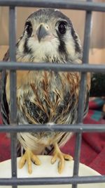 Portrait of owl in cage