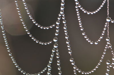 Close-up of dew drops on spider web