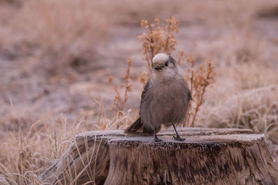 Close-up of bird perching on wood in field