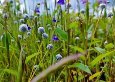 Close-up of purple flowering plants on field