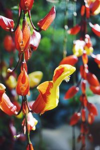 Close-up of red flowering plant