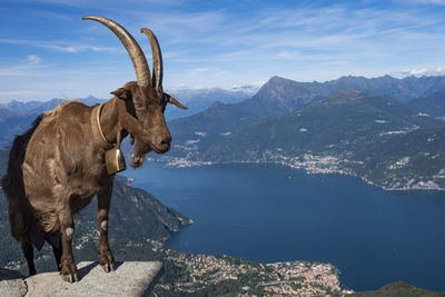 Deer standing on mountain