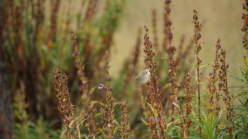 Close-up of plants growing on field