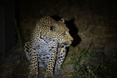 View of a cat looking away