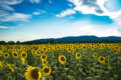 Scenic view of sunflower field against cloudy sky