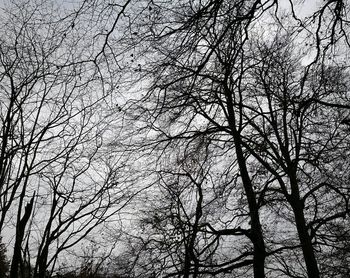 Low angle view of bare trees against sky