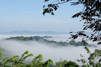 Scenic view of trees against sky
