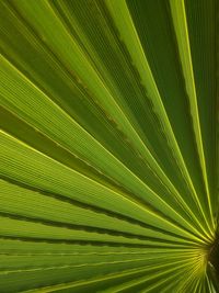 Full frame shot of palm tree leaves