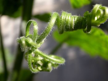 Close-up of green plant