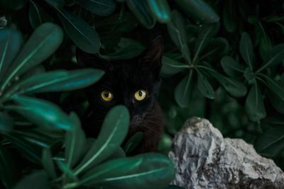 Portrait of cat amidst plants 