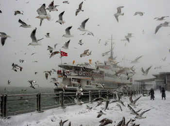 Flock of birds flying over snow