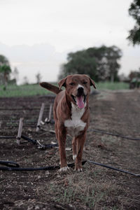 Portrait of dog standing on field