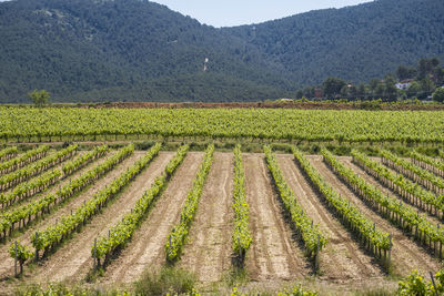 Vineyards in the spring in the subirats wine region in the province of barcelona