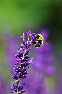 Close-up of bee pollinating on purple flower