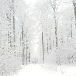 Snow covered trees in forest