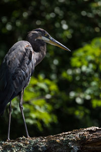 Close-up of gray heron perching on leaf