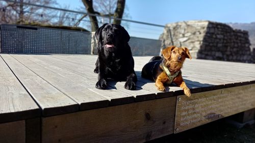 Dog sitting on wooden seat