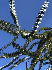 Low angle view of eucalyptus leaves against blue sky