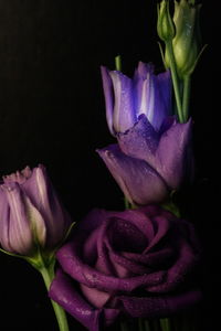 Close-up of purple flower over black background
