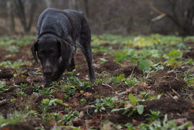 Dog in forest