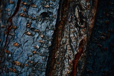 Full frame shot of tree trunk