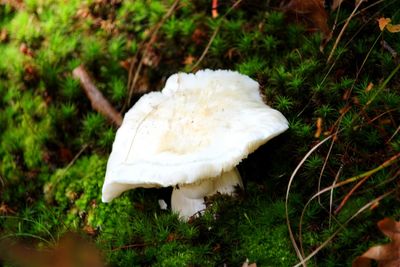 High angle view of mushroom growing on field