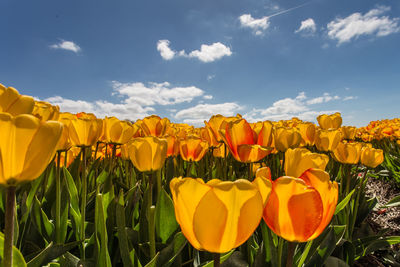 Close-up of yellow flowers blooming on field against sky