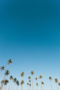 Low angle view of palm trees against clear blue sky