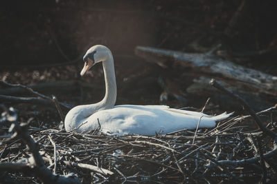 Close-up of swan in nest