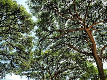 Low angle view of trees