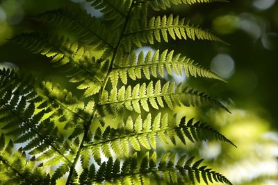 Close-up of fern leaves