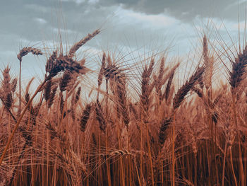 Close-up of wheat field against sky