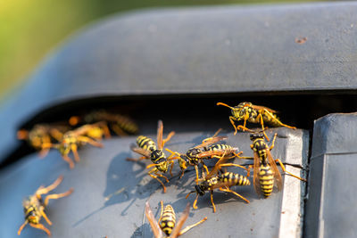 Close-up of bee