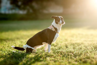 Disabled dog in a park during sunset.