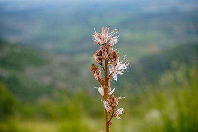 Close-up of wilted flower on field