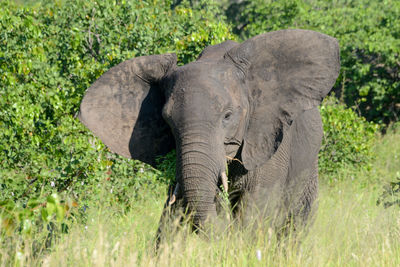Full length of elephant in a grass