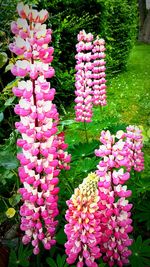 Close-up of pink flowers