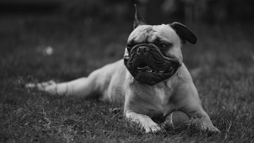 Portrait of dog sitting on grass