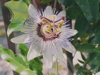 Close-up of purple flower