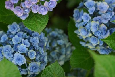 Close-up of purple flowers