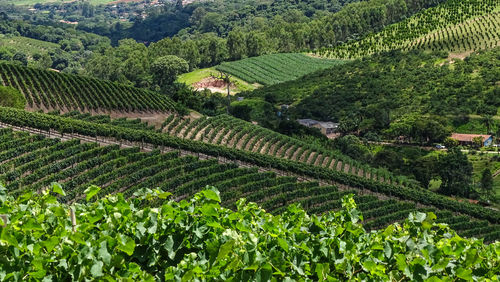 High angle view of wineyard 